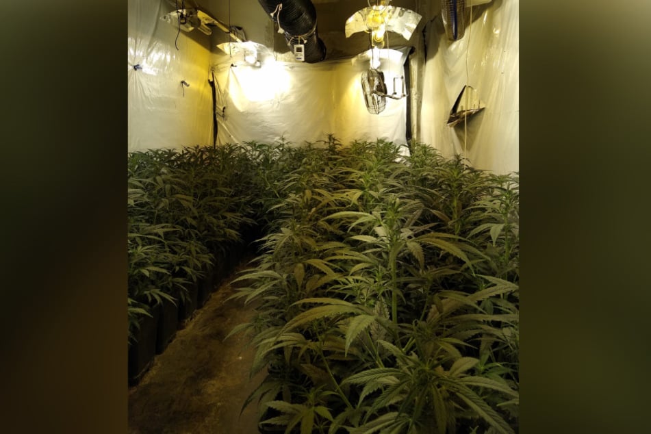 Die Beamten entdeckten mehr als 1000 Cannabis-Pflanzen.