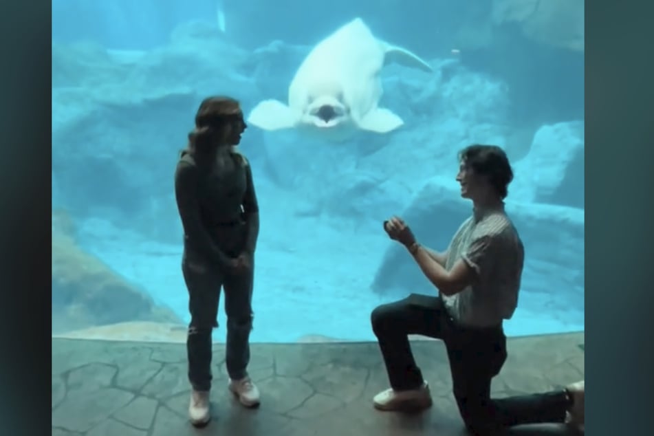 Gavin Hulberg and Olivia Walsh got engaged at the Georgia Aquarium.