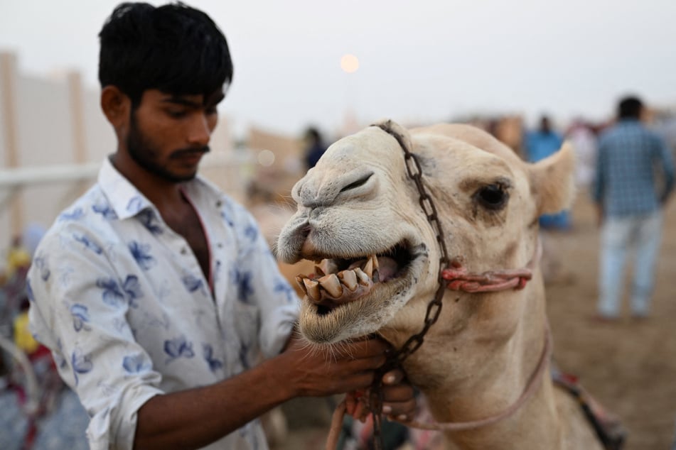 "Besser als Ronaldo und Messi": Katarer küren die schönsten Kamele!