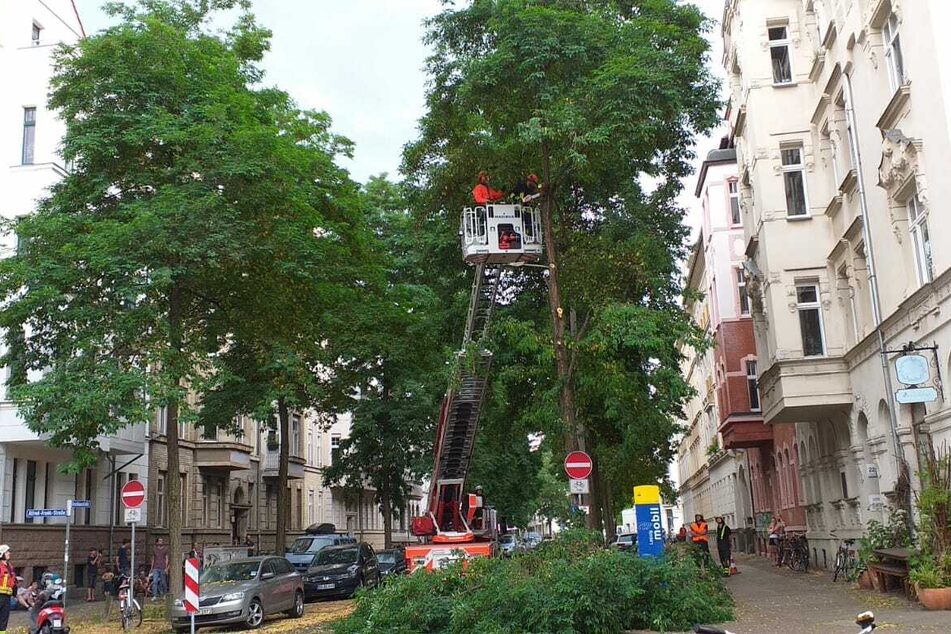 Auch im Westen der Messestadt kam die Feuerwehr an einem Baum zum Einsatz.