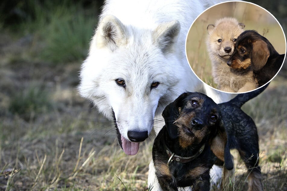 Bastantes buenos amigos: Así los perros ayudan a los cachorros de lobo asustados