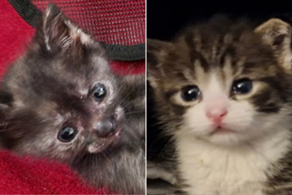 Die beiden Fellkinder Christine K (l.) und Roswitha wollen zusammen bleiben und suchen gemeinsam ein neues Zuhause.