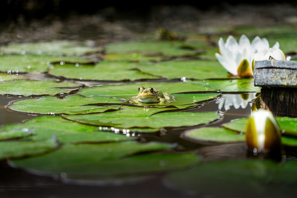 Frösche im Teich sprechen für eine gute Wasserqualität und einen naturnahen Garten.