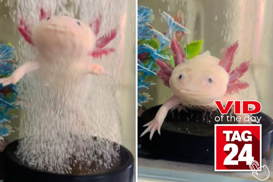 Today's Viral Video of the Day features a girl's charming pet axolotl that likes to float up to the top of his tank with the help of bubbles!