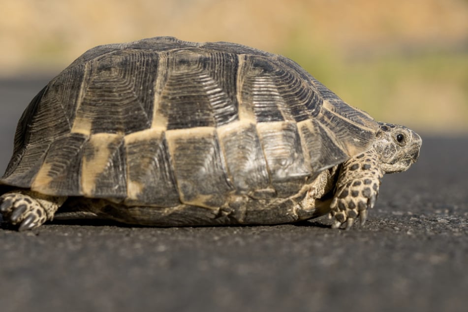 Zu tief im Gehege drin: Schildkröte stirbt unter Wärmelampe