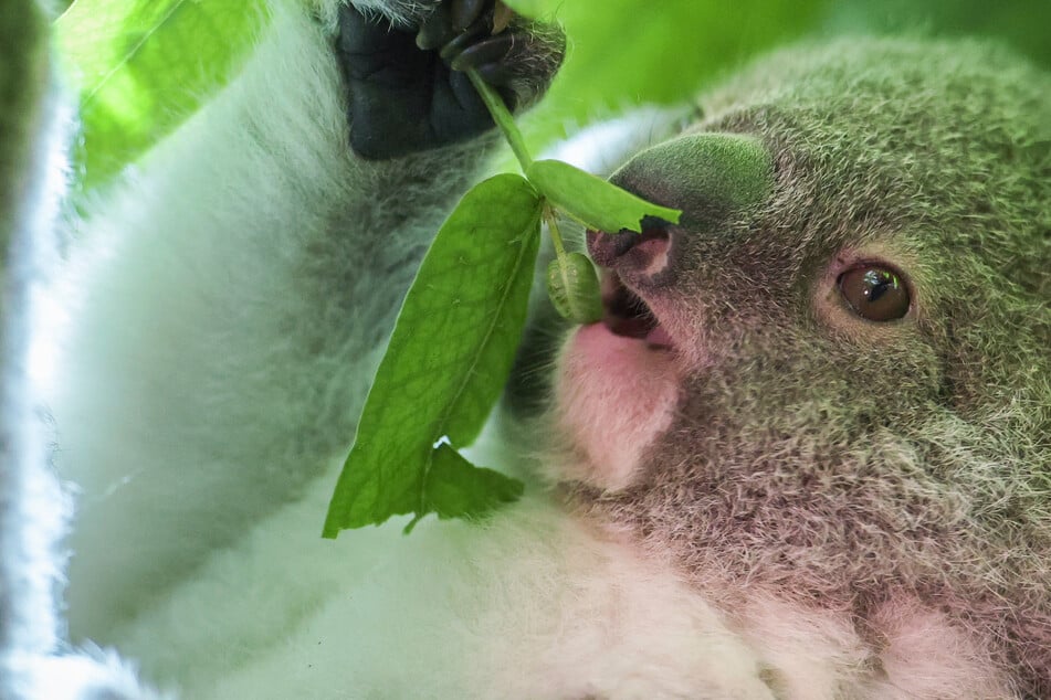 Zuckersüße Taufe: So heißt das Leipziger Koala-Baby