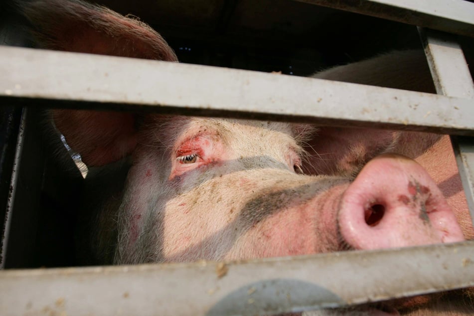 Insgesamt 80 Schweine haben sich zum Unfallzeitpunkt auf dem Tiertransporter befunden. (Symbolbild)
