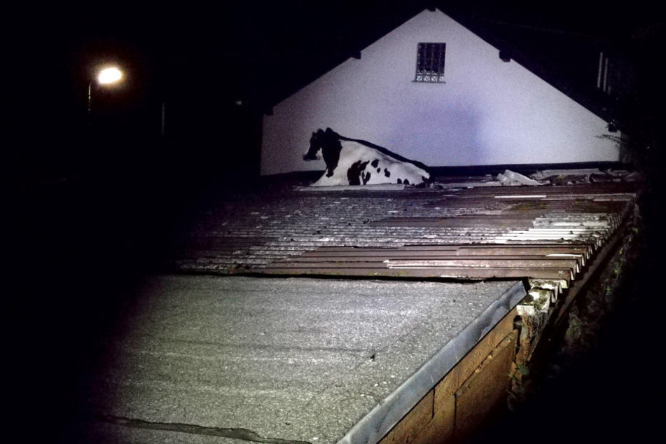 Eine ausgebrochene Kuh war in Morsbach in ein Wellblechdach eingebrochen und wurde von der Feuerwehr gerettet.
