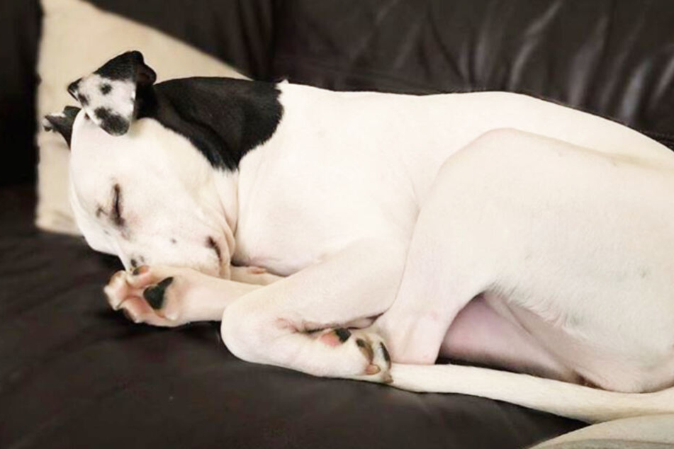 Schönes Ohr Dieser Hund hat einen besonderen Begleiter TAG24