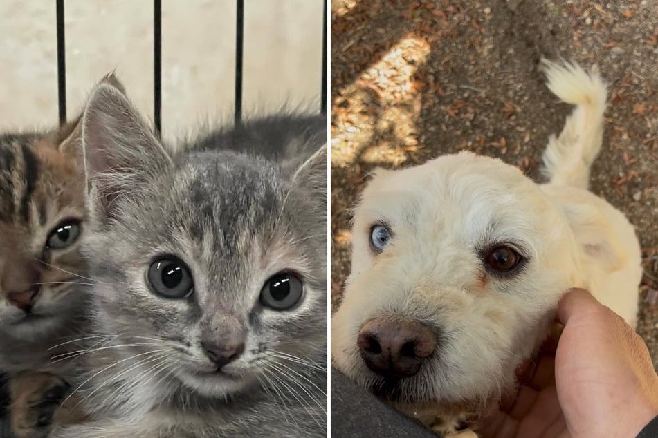 Hundreds of dogs and cats rescued from Los Angeles shelter in massive operation
