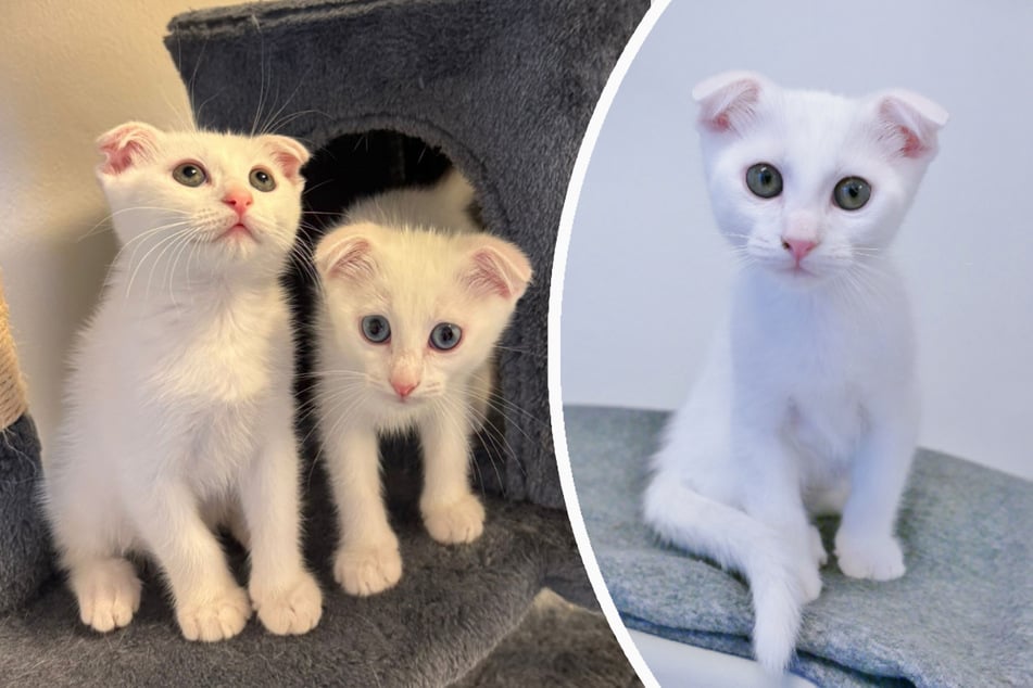 Olaf und Snowy sind taub und hoffen auf ein liebevolles Zuhause, in dem sie umsorgt werden.