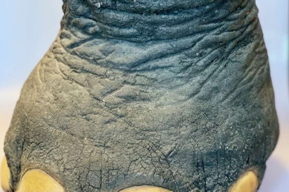 Der Elefantenfuß im Detail.