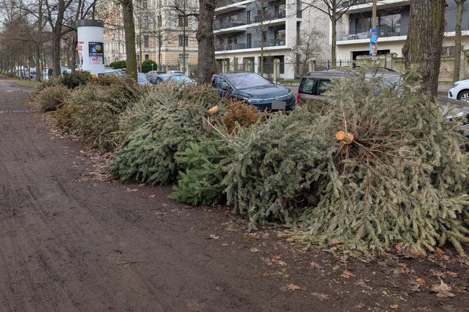 In Leipzig verzögert sich aktuell die Abholung der ausgedienten Weihnachtsbäume. Das Einsammeln der Tannen dauert für gewöhnlich bis Mitte März. Diesmal braucht es jedoch etwas länger.