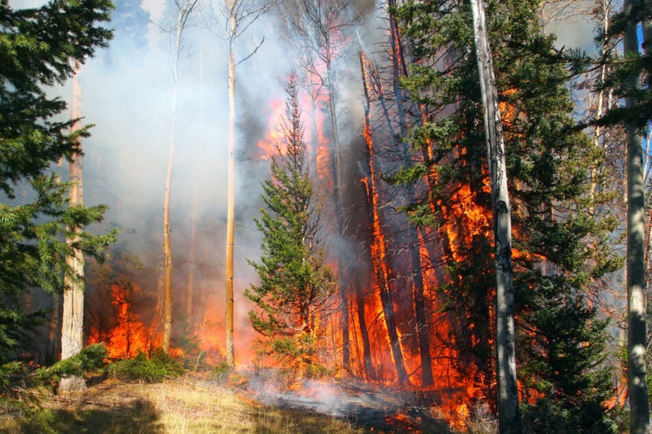Die Wälder Brandenburgs könnten bald brennen. (Symbolbild)