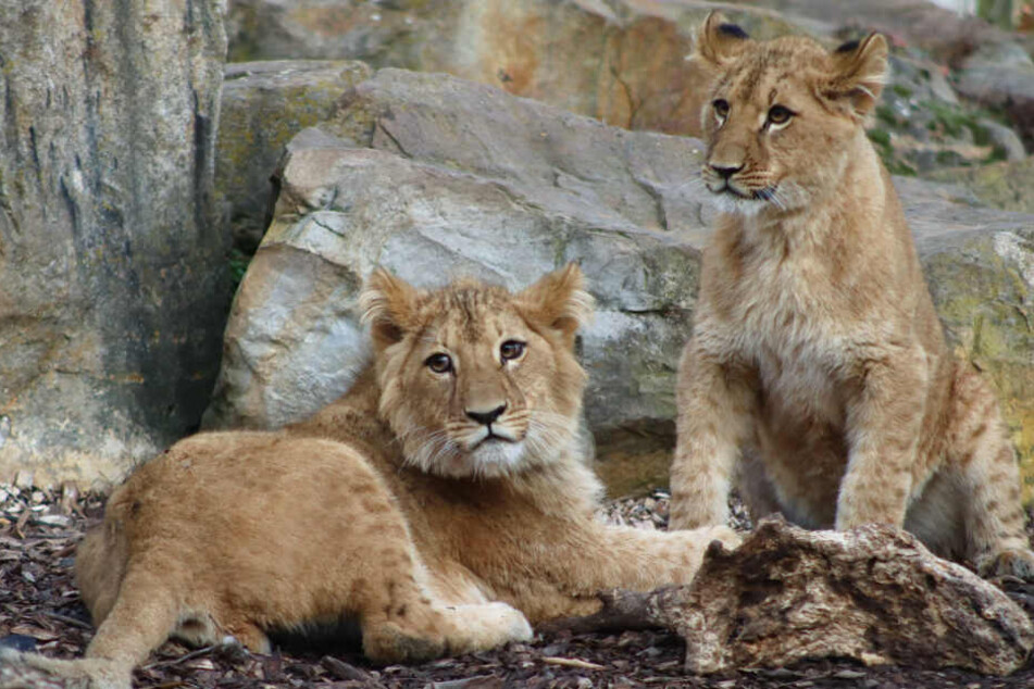 So süß sehen die Löwenjungen aus dem Erfurter Zoo nun aus