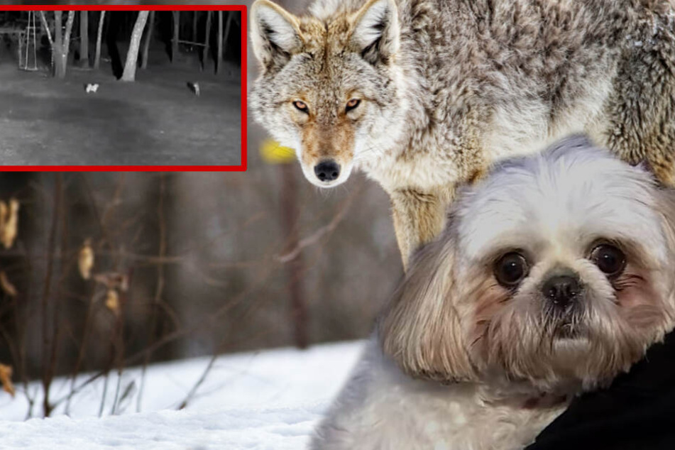 Hunde im Garten von Kojote angegriffen: So schlagen sie ihn in die Flucht!