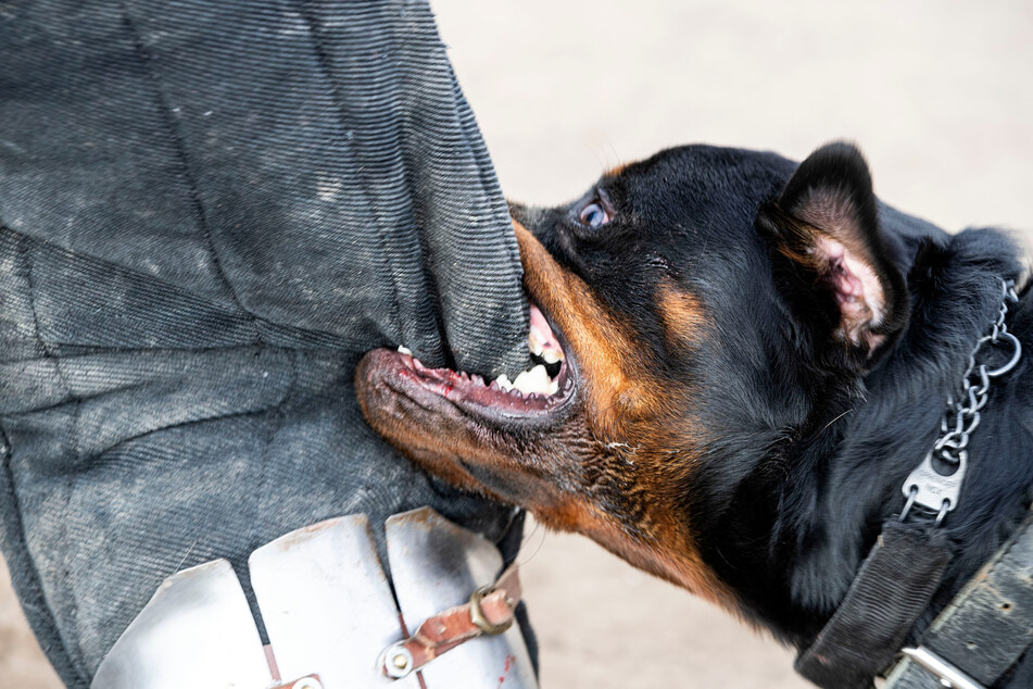 Ein K-9-Hund in Ausbildung. Fällt das Beiß-Training für kalifornische Polizei-Kanine in Zukunft weg? (Symbolfoto)
