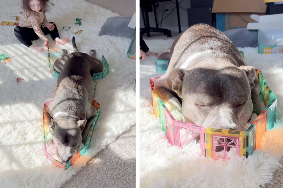 American Bully "Hippo" lässt sich von seiner kleinen Schwester Amelia widerstandslos in ihr Spiel einbauen.