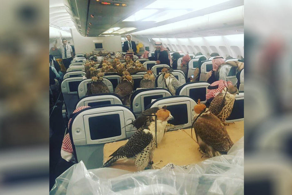 Ein seltsamer Anblick: In einem Flugzeug über den Vereinigten Arabischen Emiraten sitzen 80 Falken.