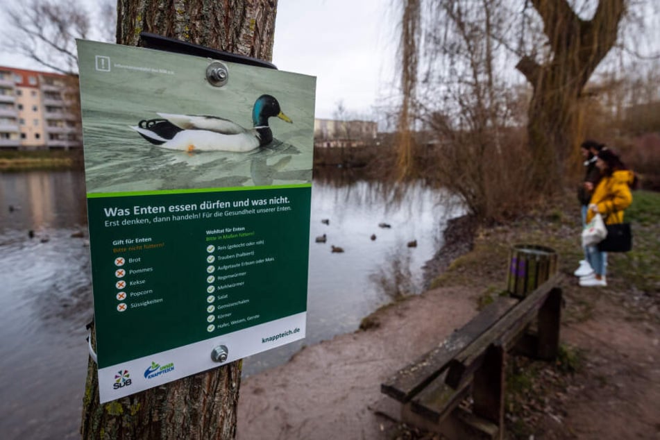 Am Chemnitzer Knappteich erklären Schilder, was Enten essen dürfen und was nicht.