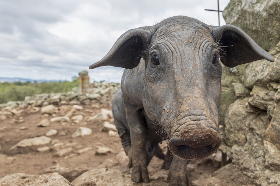 Ibérico-Schweine führen anders als ihre deutschen Artgenossen ein langes und platzreiches Leben.