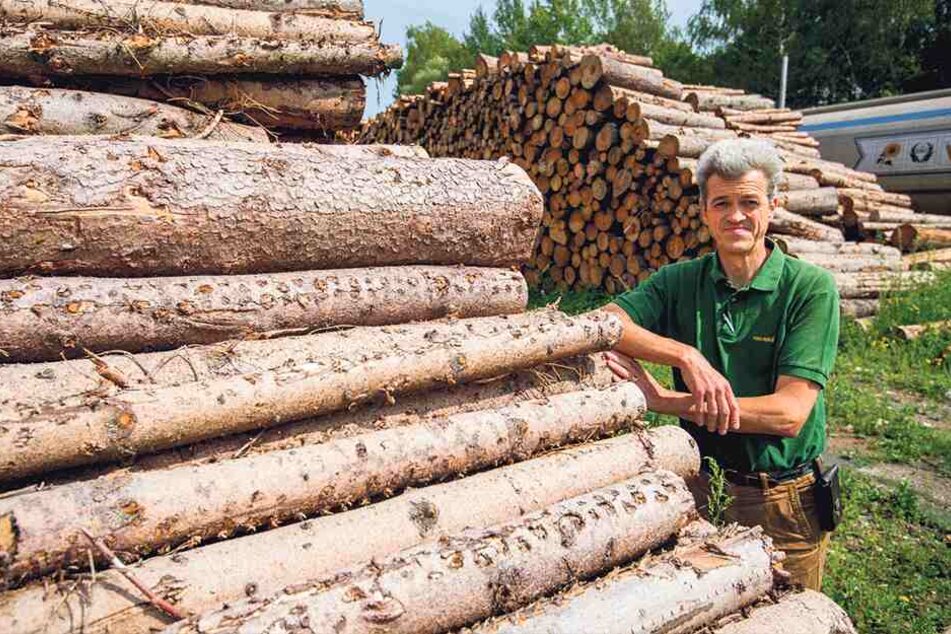 Das Holz muss dringend aus dem Wald! Benno von Römer fordert ein nationales Sofortprogramm zur Rettung des Bestandes.