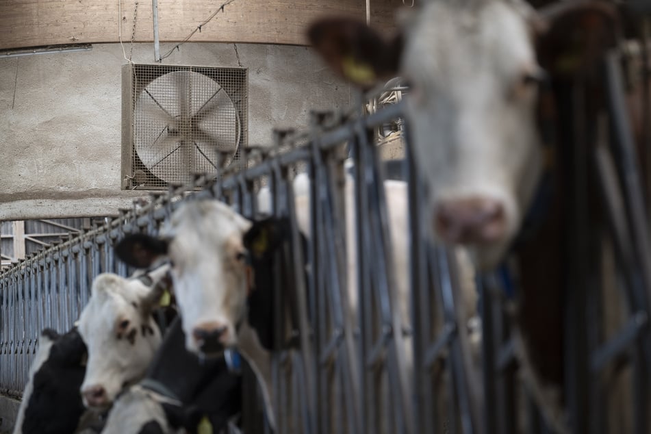 Um durchgehend Milch zu geben, bekommt eine Milchkuh in der Regel jedes Jahr ein neues Kalb. (Symbolfoto)