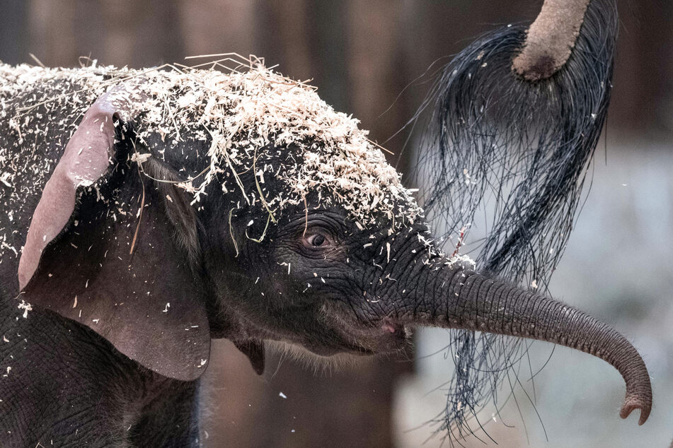 Das Foto zeigt Tsavo als Baby-Elefanten Anfang 2020. Jetzt ist er tot.
