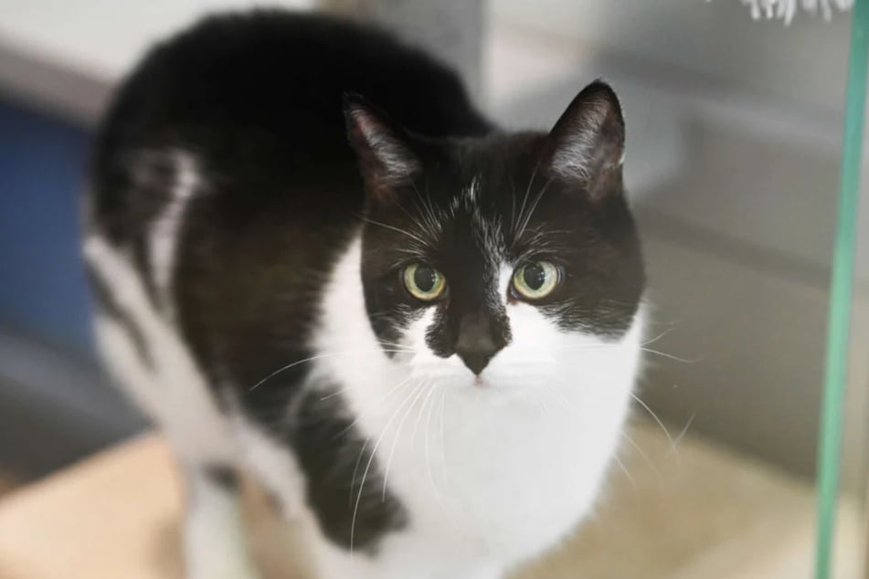 Wer kann der Katze endlich ein Zuhause für immer schenken?