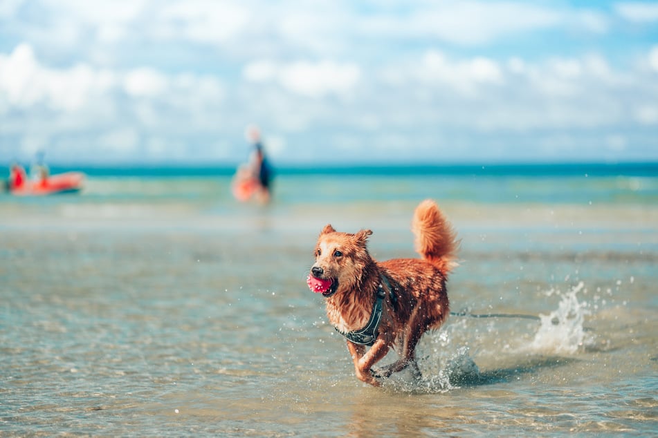 Der Großteil der Dogorama-Hundebesitzer nimmt seinen Vierbeiner mit in den Urlaub. (Symbolfoto)