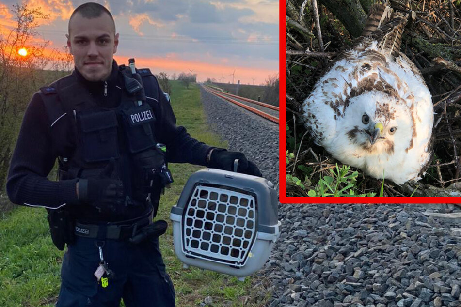 Diese Beamten hatten einen Vogel: Bundespolizisten retten kleinen Bussard