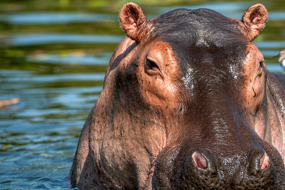 Pablo Escobars Flusspferde in Gefahr: Kolumbien will Hippos zum Abschuss freigeben