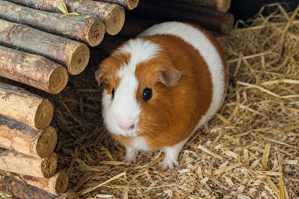 Meerschweinchen "The Rock" ist anfangs noch schüchtern, doch in seiner Brust schlägt ein Kämpferherz.