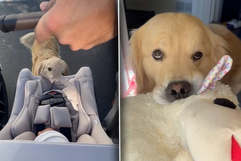 Dog meets baby, and his sassy reaction has his owners in stitches!