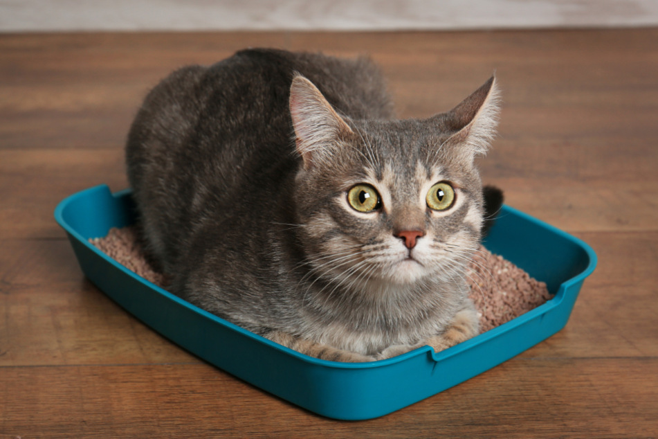 Eine Katze mit Giardien hat wiederholt wässrigen Durchfall.