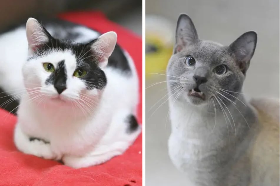Die Katzen Anton (2, l.) und Faris (3) leben erst seit April im Tierheim Berlin.