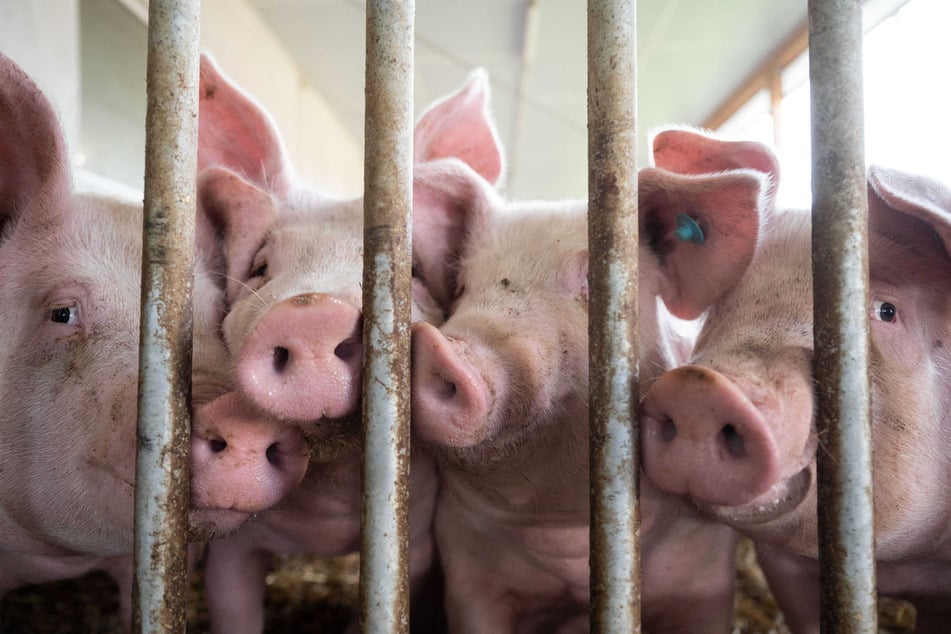 Eigentlich wollte Milena (†17) nur die Schweine im Stall füttern, doch diese rissen sie zu Boden und töteten sie. (Symbolbild)