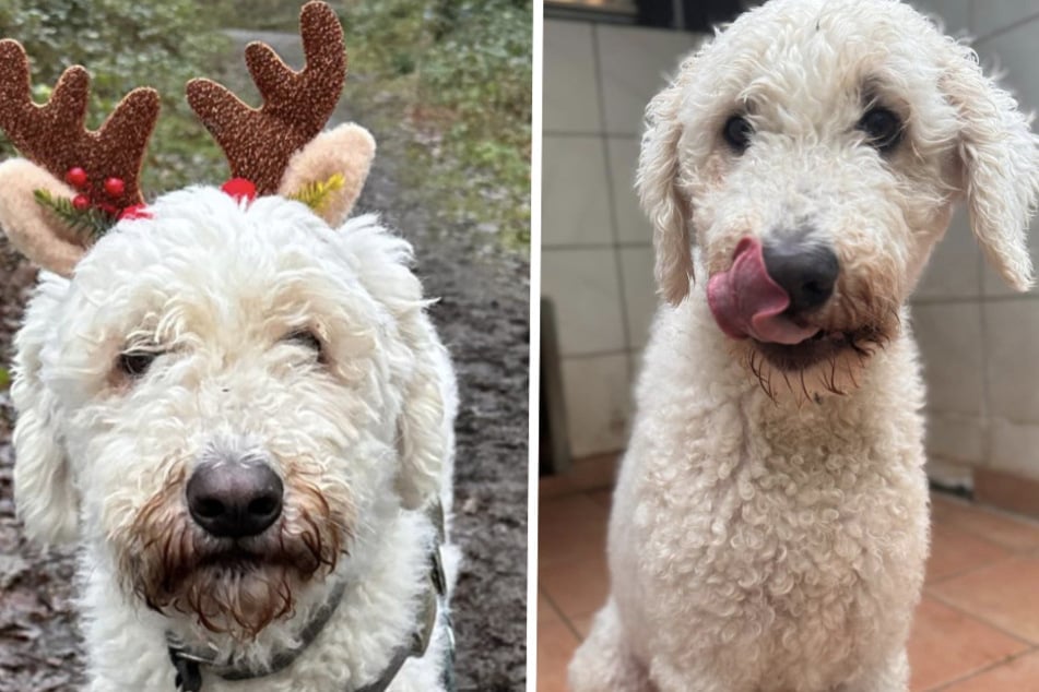 Das nächste Weihnachten würde die Komondor-Hündin mehr als gerne in ihrer neuen Familie verbringen.