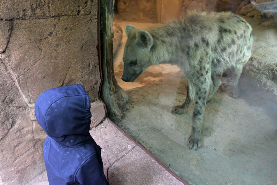 Welche Tiere sind eigentlich nachtaktiv? Bei dieser Führung werdet Ihr es erfahren.