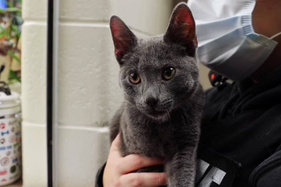 A beautiful transformation: the gray cat with the bright green eyes enchants the staff of the Michigan Humane Society.