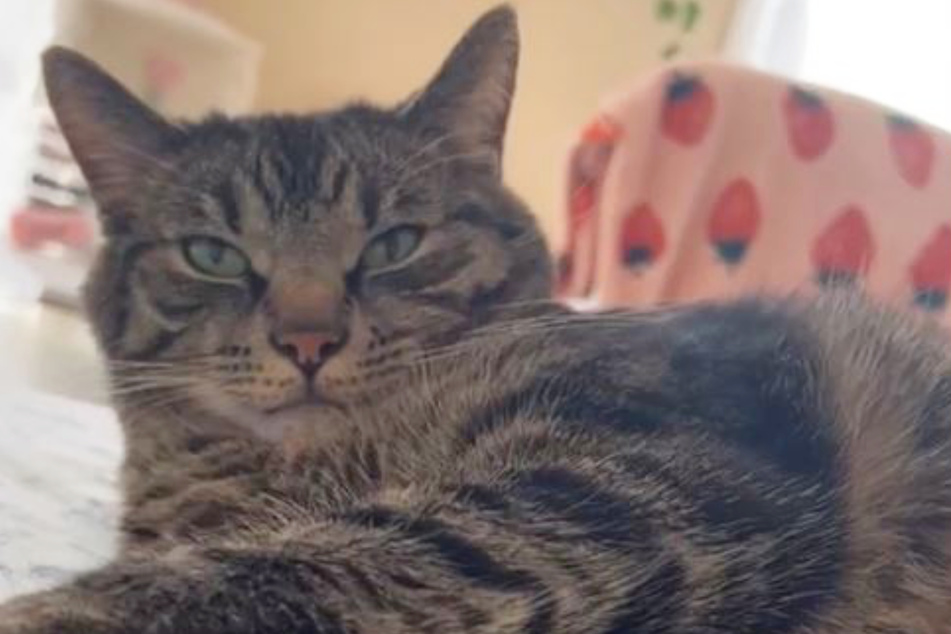 Cat Ollie doesn't seem to like it when his owner sneezes, and his reaction has TikTokers giggling.