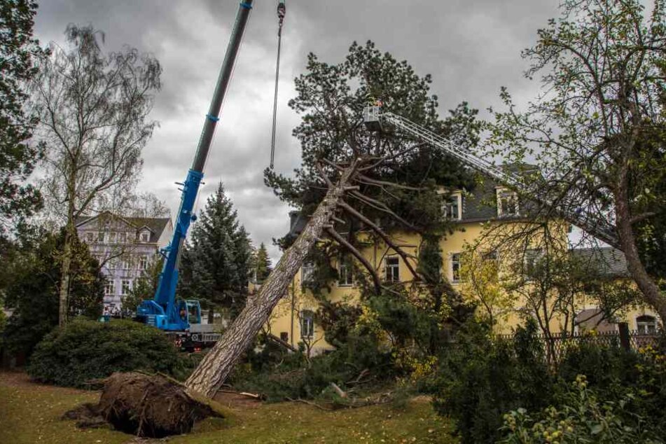 In Freiberg stürzte ein Baum auf ein Haus.