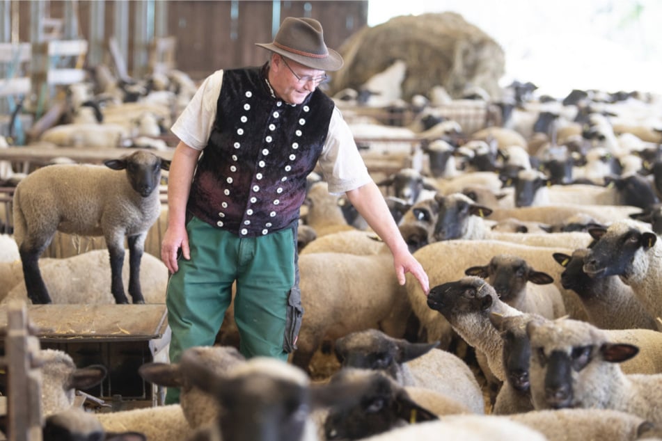 Detlef Rohrmann (61) vom Schaf- und Ziegenzuchtverband steht in seinem Stall zwischen Lämmern und Schafen.