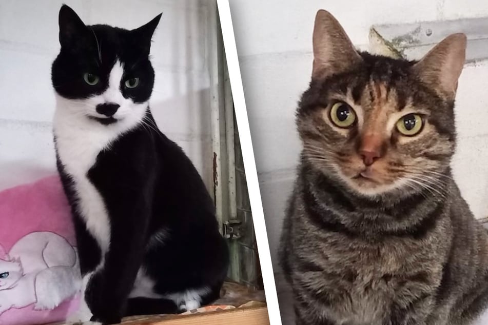 Handicap und besten Freund im Gepäck: Findet Schmuse-Katze Bianka ihr Glück?