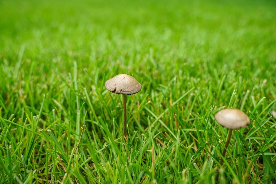 Pilze im Rasen breiten sich oft unbemerkt schnell aus.