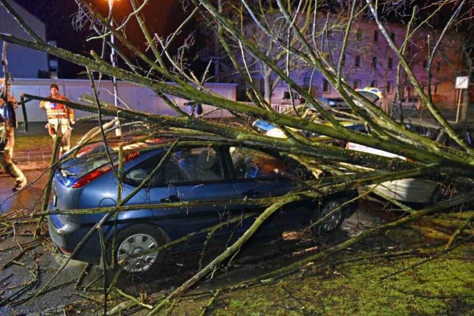 Ein Baum begrub in Bautzen einen Ford Focus und einen Suzuki Liana unter sich.