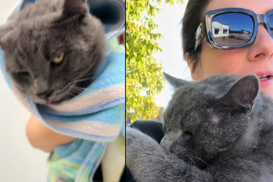 Fiona Begg (28) brachte eine angefahrene Katze zum Tierarzt. Um das Tier stand es nicht gut.
