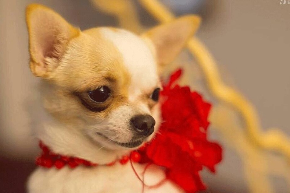 Hündchen Gina (4) wurde überfahren. Sie hat seither eine böse Beule am Körper. Eine Operation scheut die Besitzerin, aus Angst, der kleine Chihuahua überlebt die Narkose nicht.