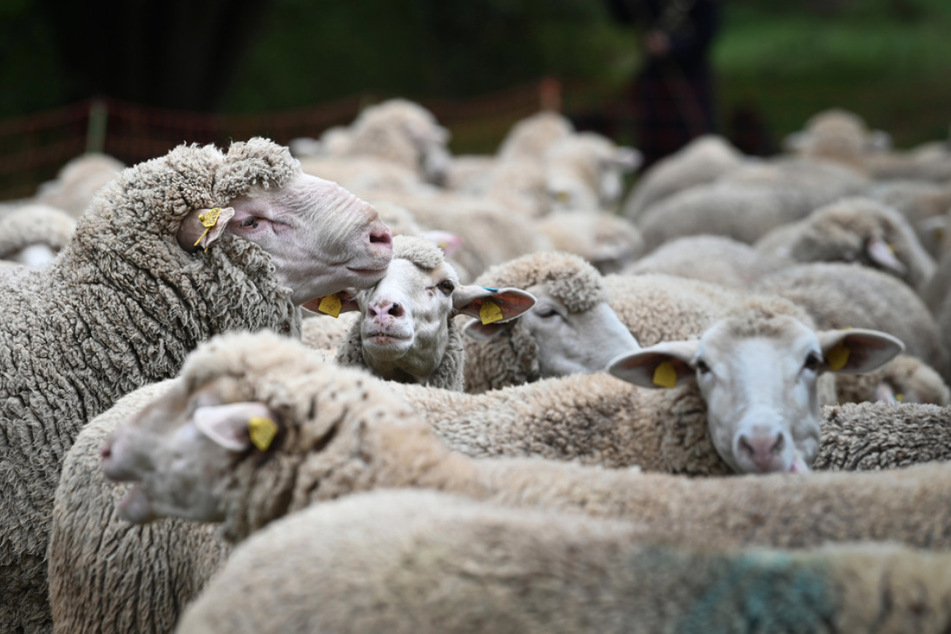 Die Schafe taten der Polizei, ohne es zu wollen, einen Gefallen. (Symbolfoto)