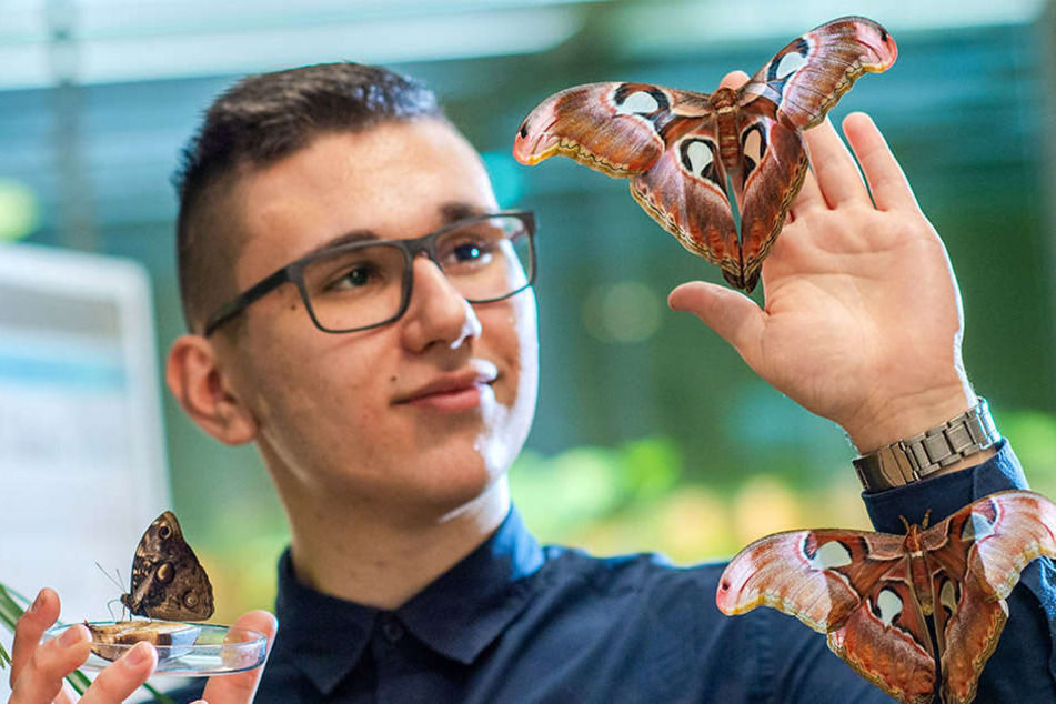 Tillmann Braun (18) vom Naturkundemuseum ließ am Montag die tropischen Prachtfalter frei.